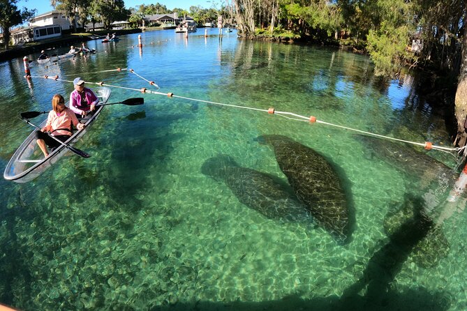 Clear Kayak Manatee Ecotour of Crystal River - Key things to know before you paddle