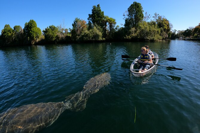 Clear Kayak Manatee Ecotour of Crystal River - Crowds, traffic, and the real Crystal River setting