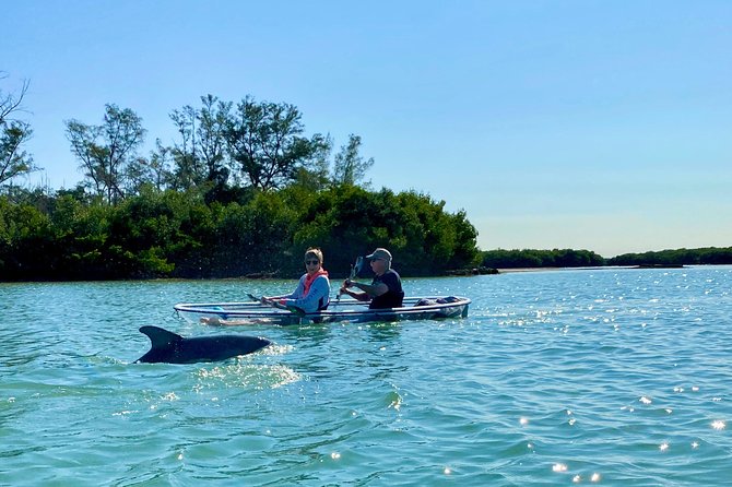 Clear Kayak Tour of Shell Key Preserve and Tampa Bay Area - Wildlife to watch for above and below the water