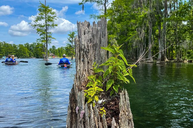 Clear Kayaking Eco Adventure Tour in Marianna - Underwater caves, springs, and swimming stops