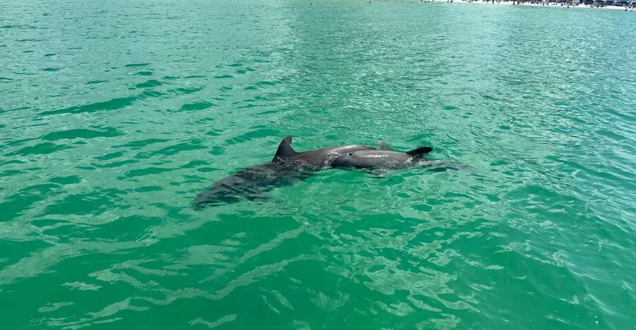 Clearwater Beach: Dolphin & Island Sandbar Cruise - Key points at a glance