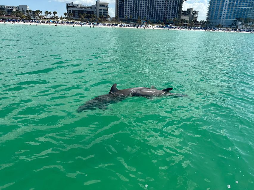 Clearwater Beach: Dolphin & Island Sandbar Cruise - Should you book the Clearwater dolphin and sandbar cruise?