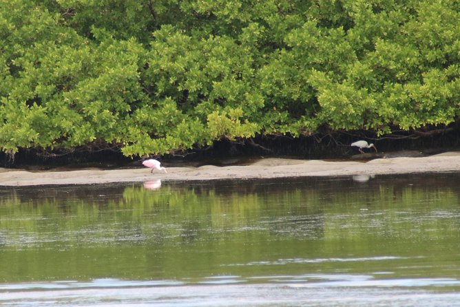 Clearwater Encounters with Dolphins Tour - Compass Island, shells, swimming, and treasure