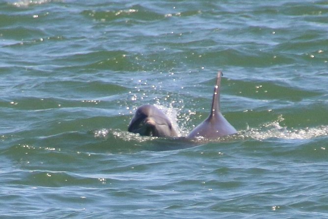Clearwater Encounters with Dolphins Tour - Timing, parking, and what to bring