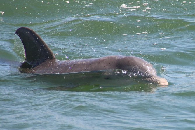 Clearwater Encounters with Dolphins Tour - Weather, cancellations, and wildlife luck
