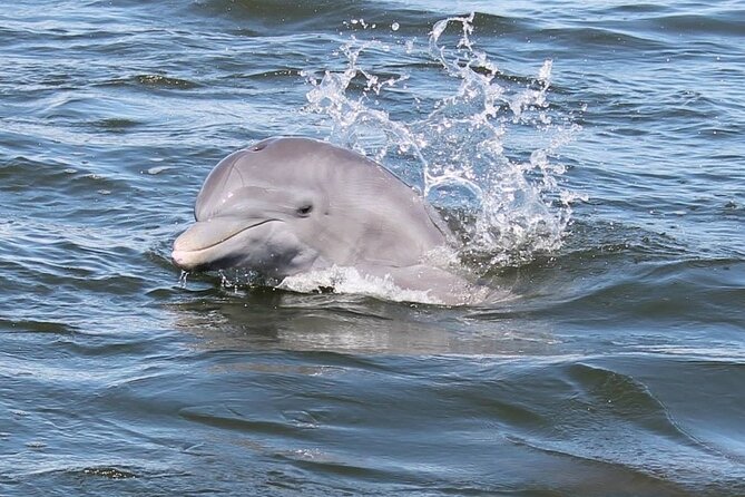 Cocoa Beach Dolphin and Wildlife Tour - Key things to know before boarding