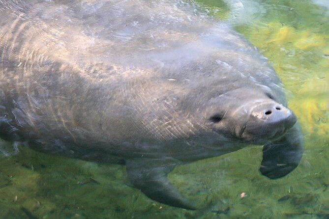 Cocoa Beach Dolphin and Wildlife Tour - Dolphins, manatees, and the limits of nature watching
