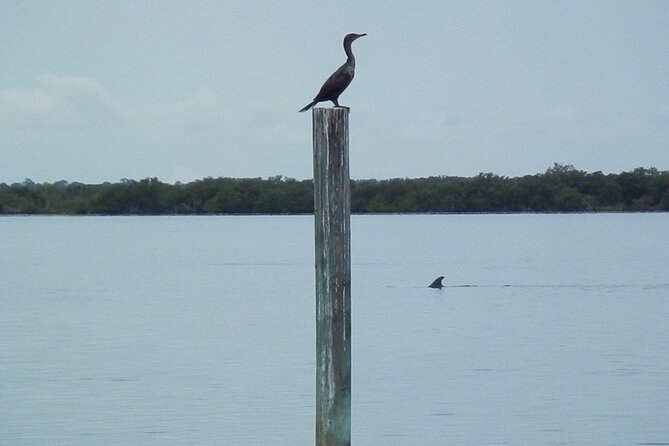 Cocoa Beach Dolphin and Wildlife Tour - Comfort, access, and family practicality