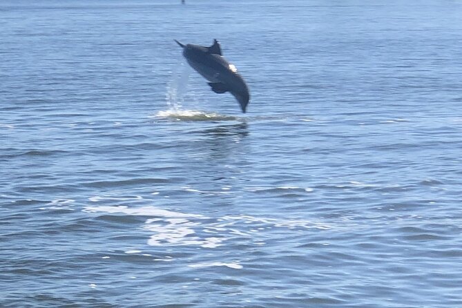 Cocoa Beach Dolphin and Wildlife Tour - Booking timing, weather, and cancellation