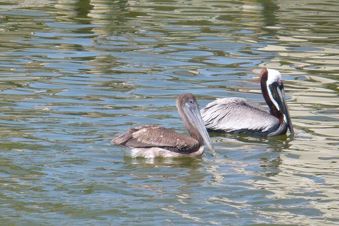 Cocoa Beach Dolphin and Wildlife Tour - What the two-hour route feels like