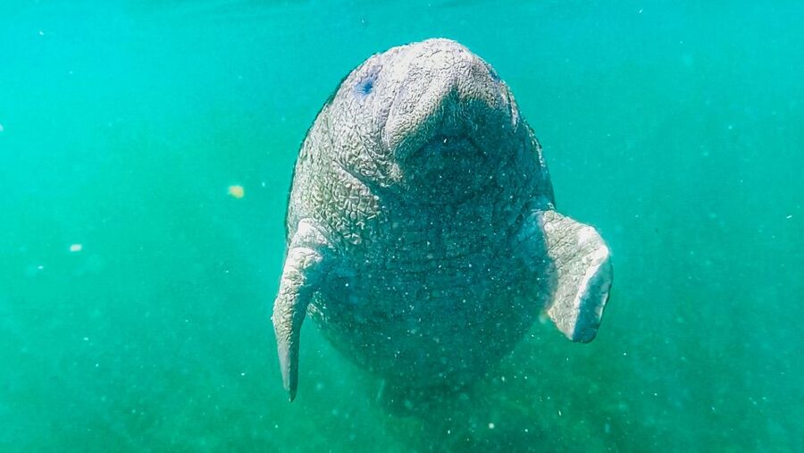 Crystal River: Manatee Snorkel Tour w/ In-Water Photographer - The best and worst parts of the experience