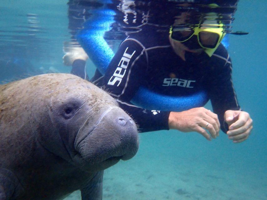 Crystal River: Manatee Snorkel Tour w/ In-Water Photographer - Why Crystal River’s manatees are worth the trip