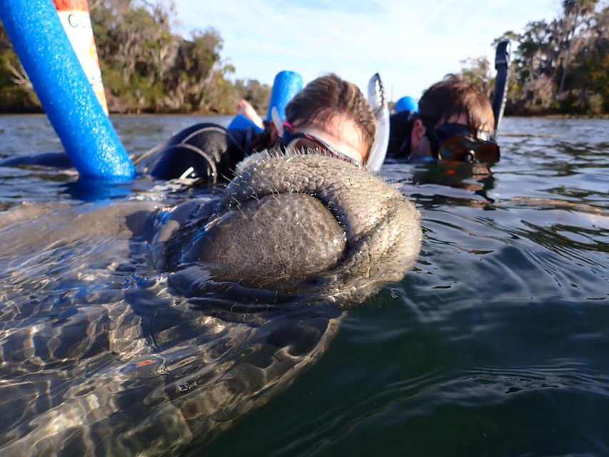 Crystal River: Manatee Snorkel Tour w/ In-Water Photographer - How to prepare for a comfortable morning