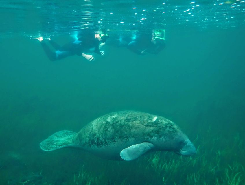 Crystal River: Manatee Swim Group Tour - Should you book it?