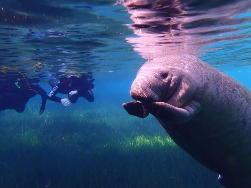 Crystal River: Manatee Swim Group Tour - Meeting the manatees in Kings Bay