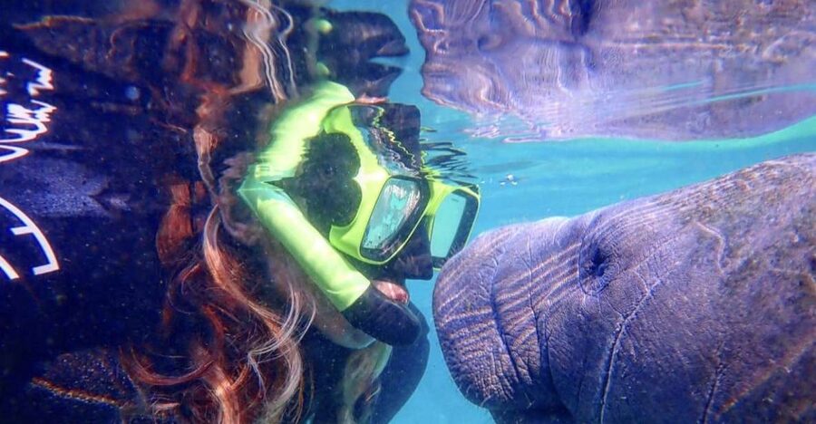 Crystal River: Manatee Swim Group Tour - What the three-hour itinerary feels like
