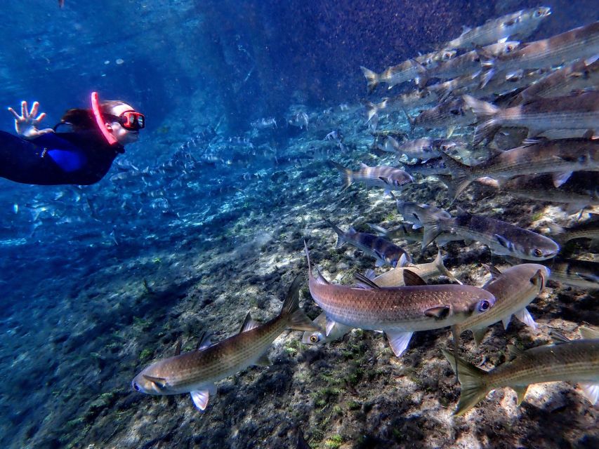 Crystal River: Manatee Swim Group Tour - Why the small group matters