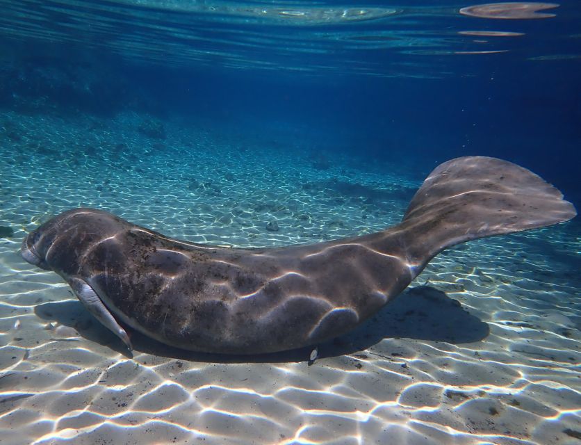 Crystal River: Manatee Swim Group Tour - Safety, conservation, and comfort in the water