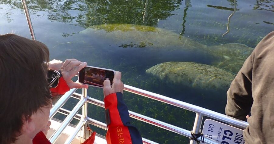 Crystal River: Manatee Swim Group Tour - Is $69 good value?