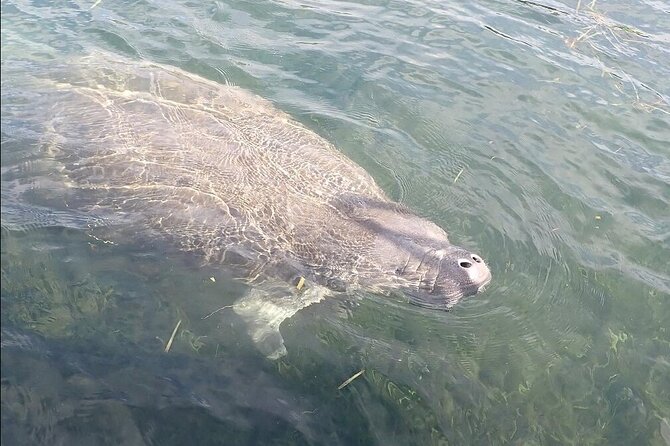 Crystal River Manatee Viewing Cruise - Who will get the most from this cruise