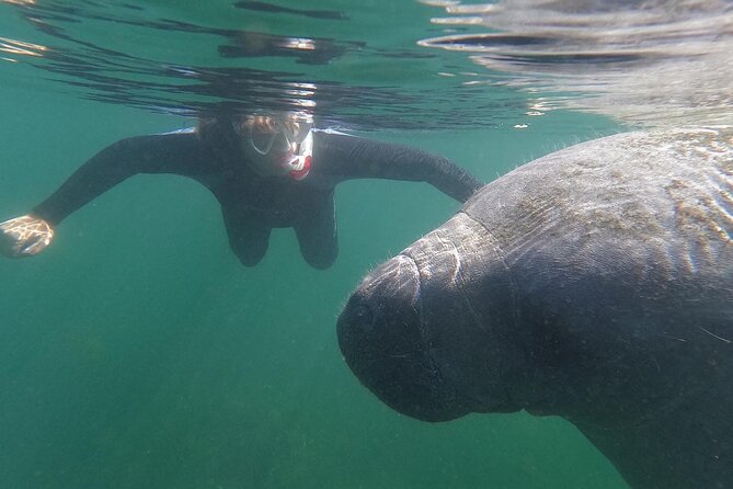 Crystal River: Semi-Private Manatee Swim Tour With Heated Boat - What makes this Crystal River tour worth considering
