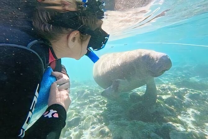 Crystal River: Semi-Private Manatee Swim Tour With Heated Boat - What the captain and in-water guide add