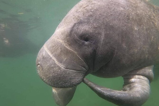 Crystal River: Semi-Private Manatee Swim Tour With Heated Boat - Is $74.99 a fair price?