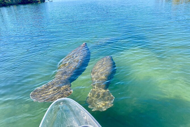 Crystal River Three Sisters Springs and Manatee Clear Kayak Tours - What the clear kayak adds