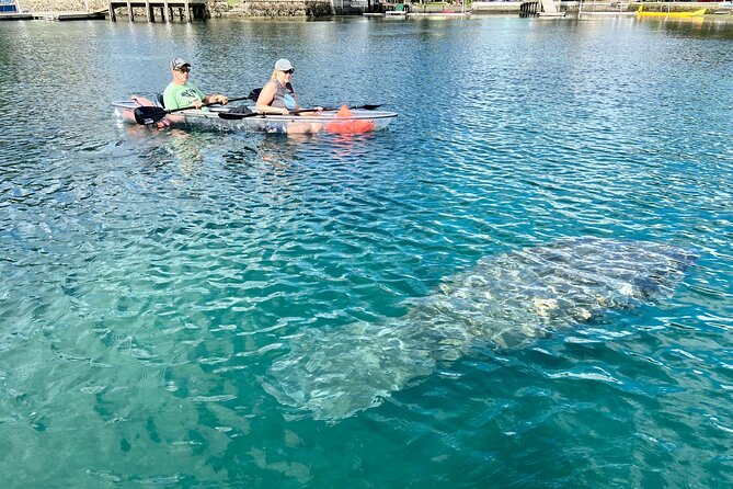 Crystal River Three Sisters Springs and Manatee Clear Kayak Tours - Looking for manatees from November through March