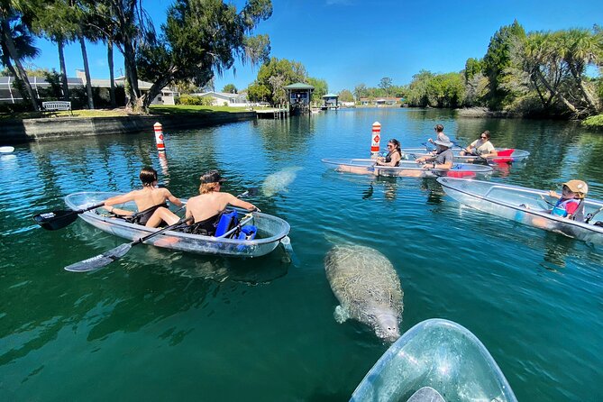 Crystal River Three Sisters Springs and Manatee Clear Kayak Tours - Wildlife beyond manatees
