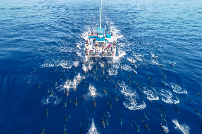 Dana Point Dolphin and Whale Watching with Underwater Viewing - A naturalist who keeps the trip moving