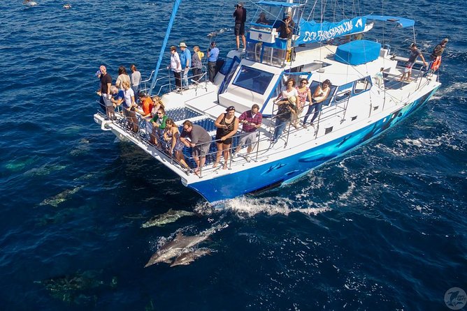 Dana Point Dolphin and Whale Watching with Underwater Viewing - What the boat ride feels like