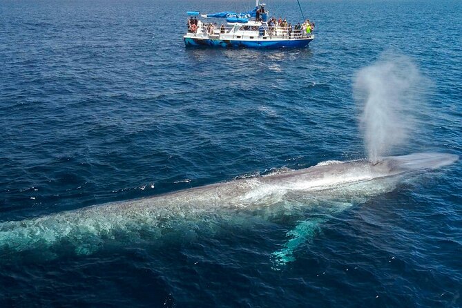 Dana Point Dolphin and Whale Watching with Underwater Viewing - How dependable are the animal sightings?
