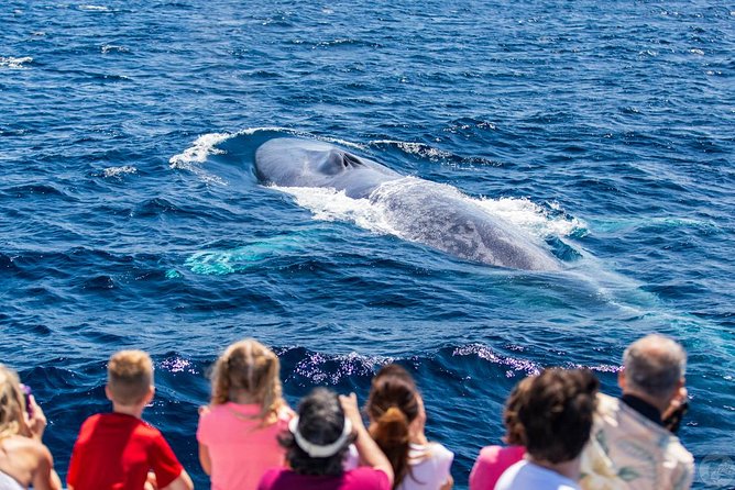 Dana Point Dolphin and Whale Watching with Underwater Viewing - The underwater viewing pod on Manute’a