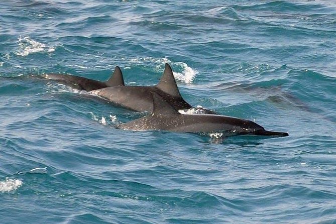 Deluxe Snorkel & Dolphin Watch Aboard a Luxury Catamaran from Kailua-Kona - The slide, high jump, and floating toys
