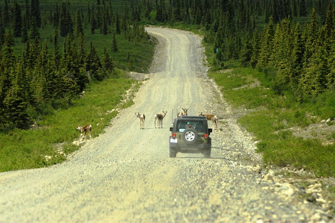 Denali Highway Jeep Excursion - Wildlife watching: keep your expectations realistic