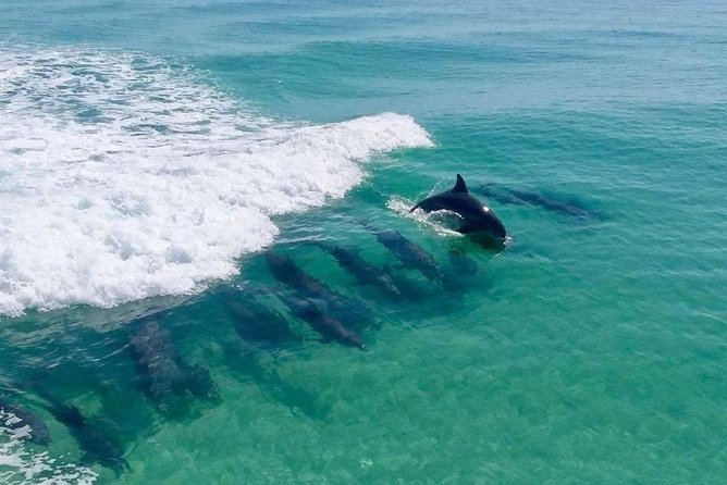 Destin Dolphin Cruise - Key points to know before you book
