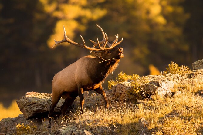 Discover Rocky Mountain National Park - Four hours inside Rocky Mountain National Park
