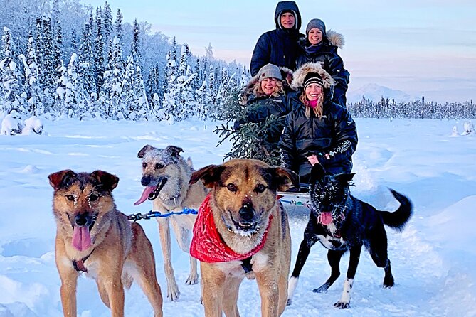 Dog Sledding Adventure in Willow, Alaska - Why the Iditarod background adds value