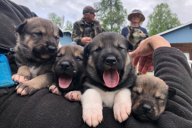 Dog Sledding Adventure in Willow, Alaska - Best for families, couples, and solo visitors
