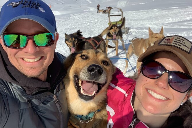 Dog Sledding Adventure in Willow, Alaska - Harnessing an Iditarod team