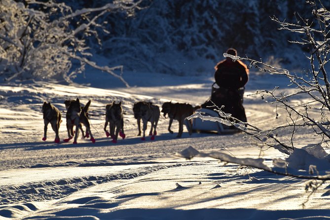 Dog Sledding and Mushing Experience in North Pole - Riding with Alaskan Huskies near North Pole