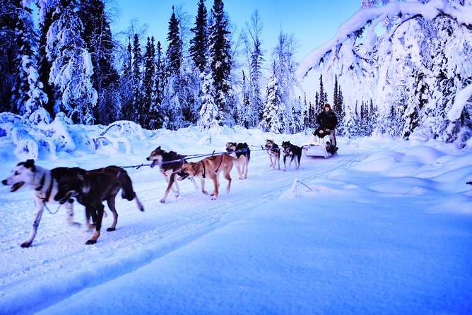 Dog Sledding and Mushing Experience in North Pole - The guides make the difference