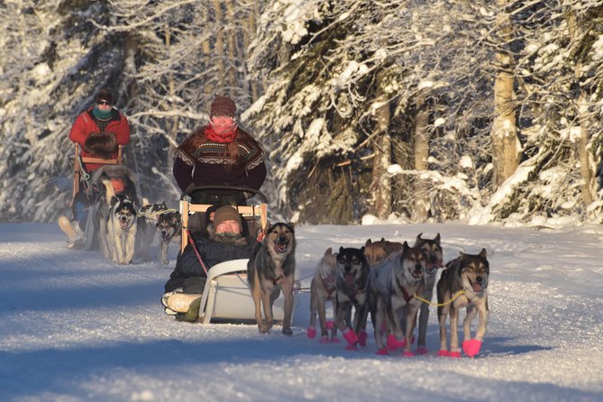 Dog Sledding and Mushing Experience in North Pole - Five miles of snowy trail and voice commands
