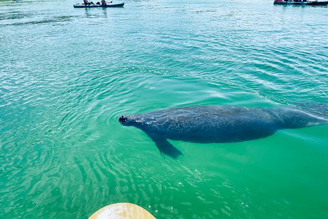 Dolphin and Manatee Adventure Tour of Fort Myers - The Guides Make the Biggest Difference