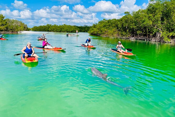 Dolphin and Manatee Adventure Tour of Fort Myers - Wildlife Watching Without False Promises