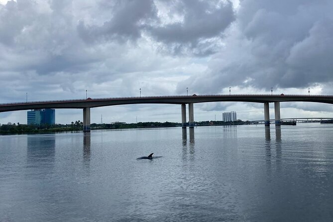 Dolphin and Manatee Stand Up Paddleboard Tour in Daytona Beach - What to wear and bring