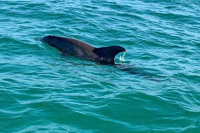 Dolphin Cruise in Destin FL - Photo stops, music, and sunset timing