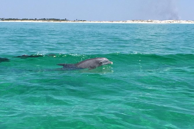 Dolphin Cruise in Destin FL - East Pass and the Gulf of Mexico