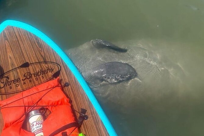 Dolphin, Manatee and SeaTurtle SUP Adventure Tour of St Augustine - Starting at Ocean Vista Avenue